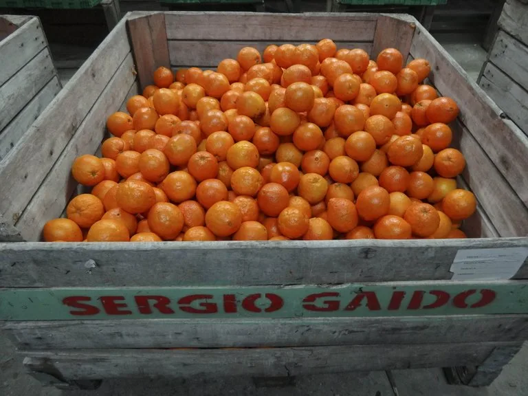 f561638d929e9f02dcd9c348f547e944f441ef89 Orangen und Orangensaft-Importe aus Mercosur sollen auf ein Mininum beschränkt werden, fordern Copa-Cogeca. (Bild lid/mr)