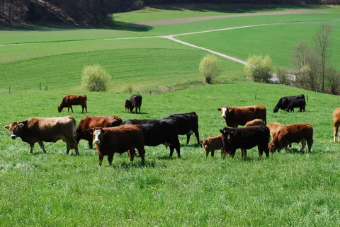 72227fe466cd8f98d0a83a92d558b31cccc6ad43 Die Mutterkuhhaltung ist laut Agroscope nicht Klimaeffizient. Es werden zu viele Treibhausgase produziert und zu wenige Proteine. (Bild BauZ)