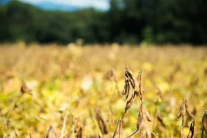 Nach Ernteschätzungen dürfte die Sojaernte in Argentinien um 15 Prozent tiefer ausfallen.