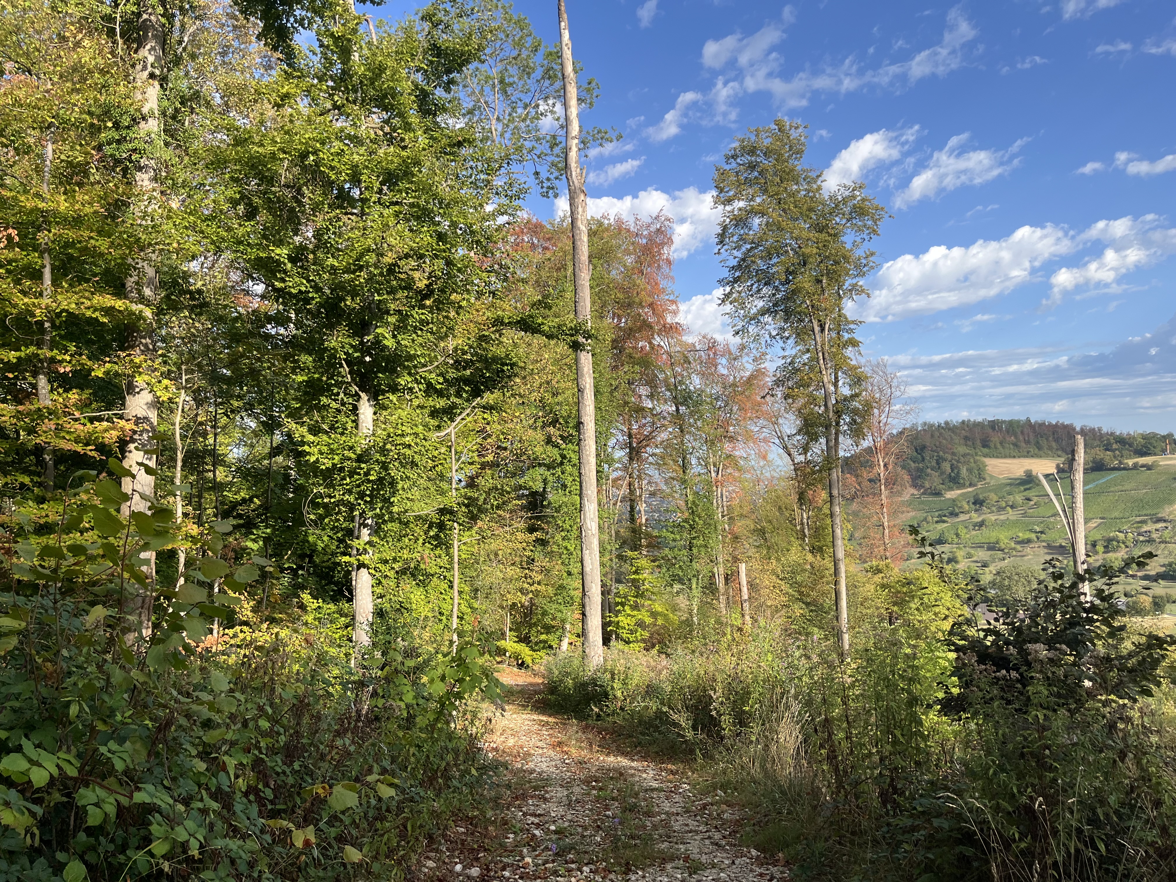 Zu gefährlich: In Teilen des Muttenzer Waldes sind nach dem Extremsommer keine Holzschläge mehr möglich. 