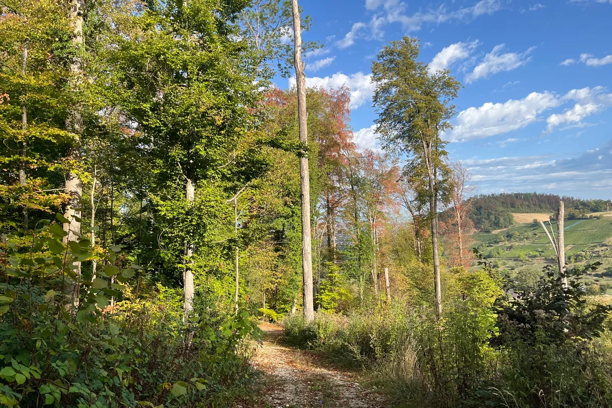 IMG_2049.jpeg Zu gefährlich: In Teilen des Muttenzer Waldes sind nach dem Extremsommer keine Holzschläge mehr möglich.