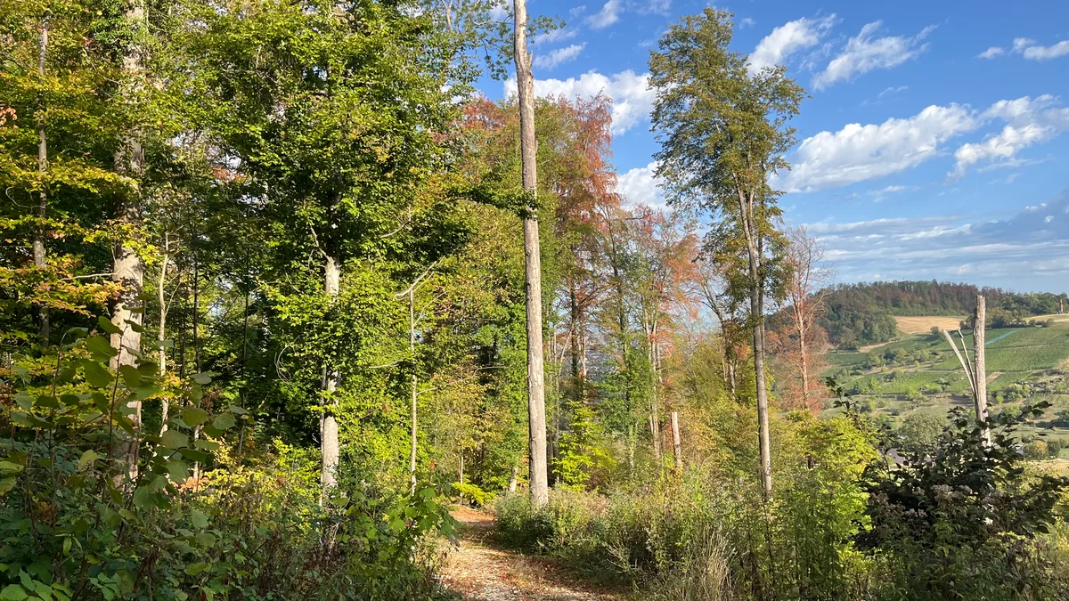 IMG_2049.jpeg Zu gefährlich: In Teilen des Muttenzer Waldes sind nach dem Extremsommer keine Holzschläge mehr möglich.
