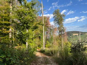 Zu gefährlich: In Teilen des Muttenzer Waldes sind nach dem Extremsommer keine Holzschläge mehr möglich.