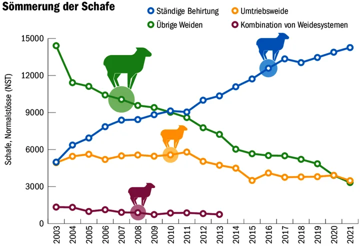 Der Trend zu ständiger Behirtung von Schafalpen setzt sich fort
