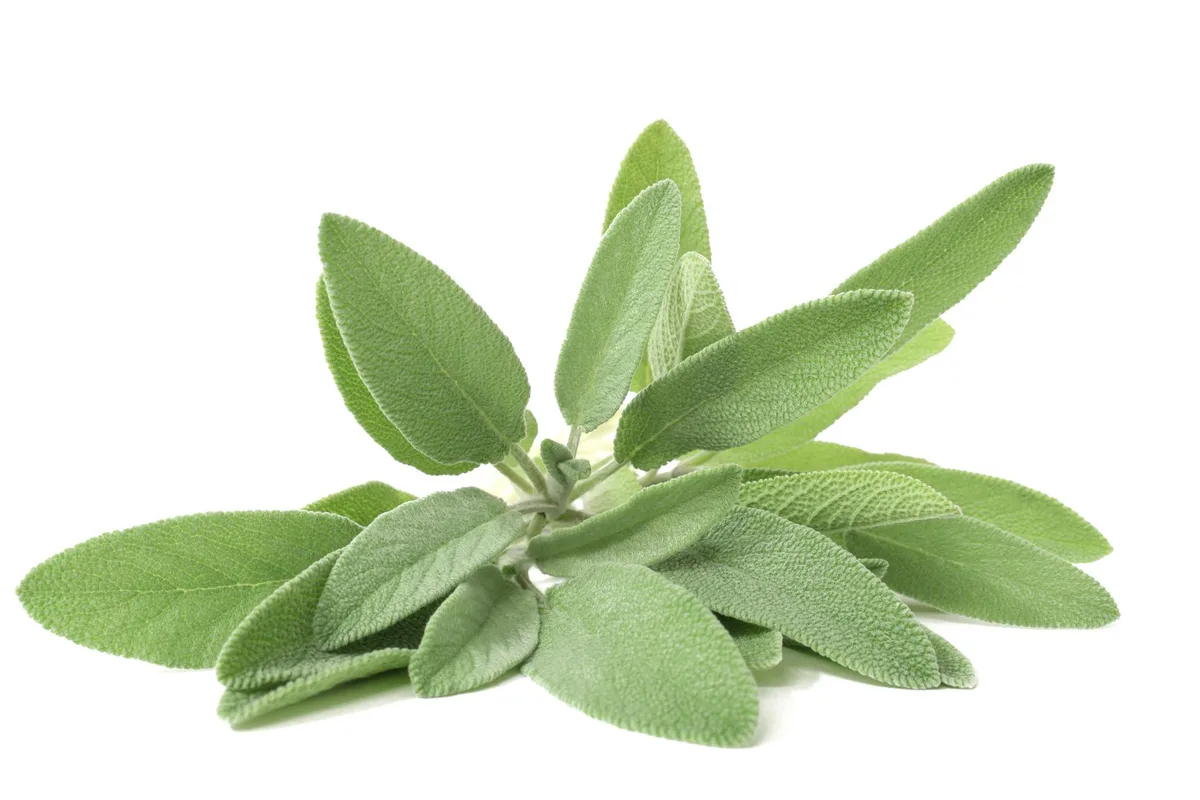 AdobeStock_64586228_Salbei Salbeibündel