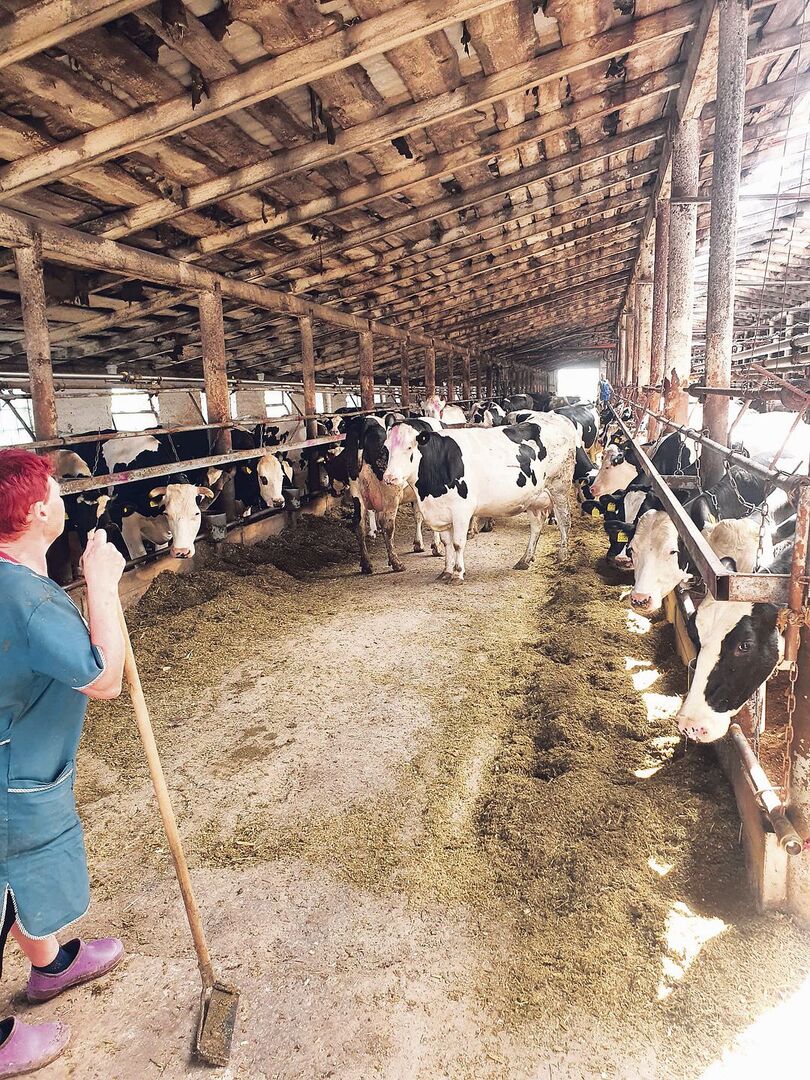 Der Beratungsdienst Future Farmers wurde von einem russischen Betrieb gebeten, die Milchproduktion zu sanieren.
