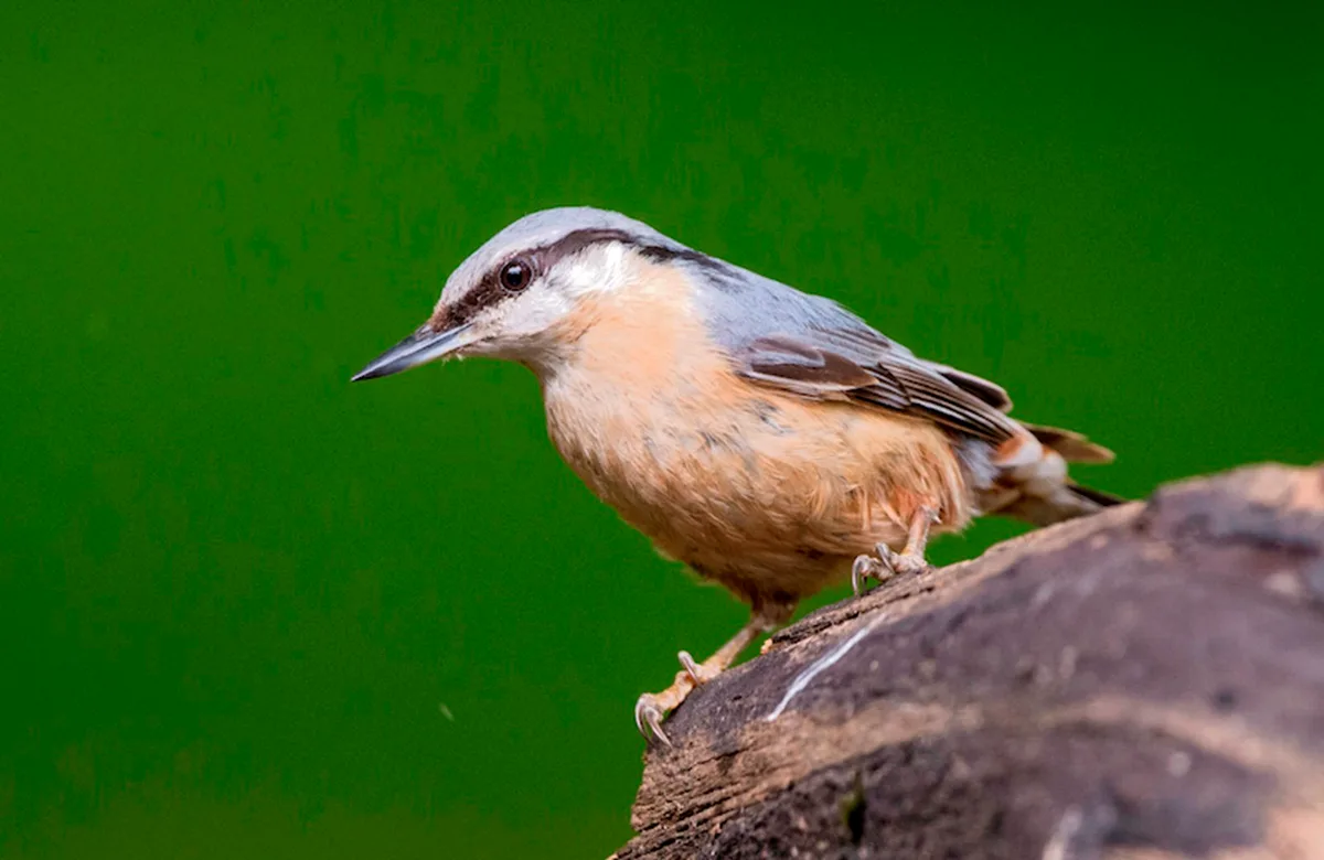 Vögel zu beobachten macht glücklich, liefert Daten und vielleicht einen Feldstecher