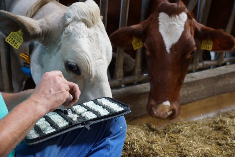 Besonders gute Tiergesundheit wird belohnt, die Massnahmen dafür sollen nicht vorgeschrieben werden. (Bild BauZ)