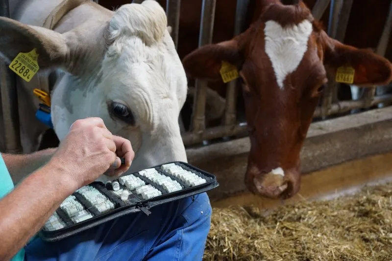 2c00d2051643fea995bd82d70072a854cb71f038 Besonders gute Tiergesundheit wird belohnt, die Massnahmen dafür sollen nicht vorgeschrieben werden. (Bild BauZ)