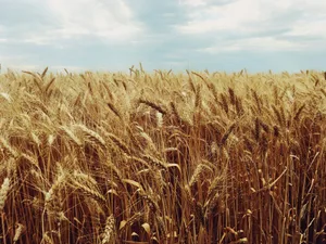 415'000 t Brot, 394'000 t Futtergetreide und 83'000 t Raps erwartet Swissgranum für die Ernte 2024. Das sind weniger als im Vorjahr. Einzig die Sonnenblumen nehmen mit 19'000 t
leicht zu.