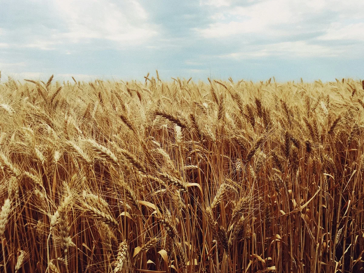 Weniger Futtergetreide, Brotweizen und Raps im 2024
