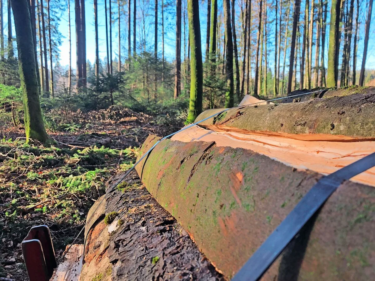 Muss der Wald zusammenpacken? Die Motion Glur soll das Bauen von Pumpstationen, Reservoirs oder Kanalisationen, die von öffentlichem Interesse sind, im Wald vereinfachen.