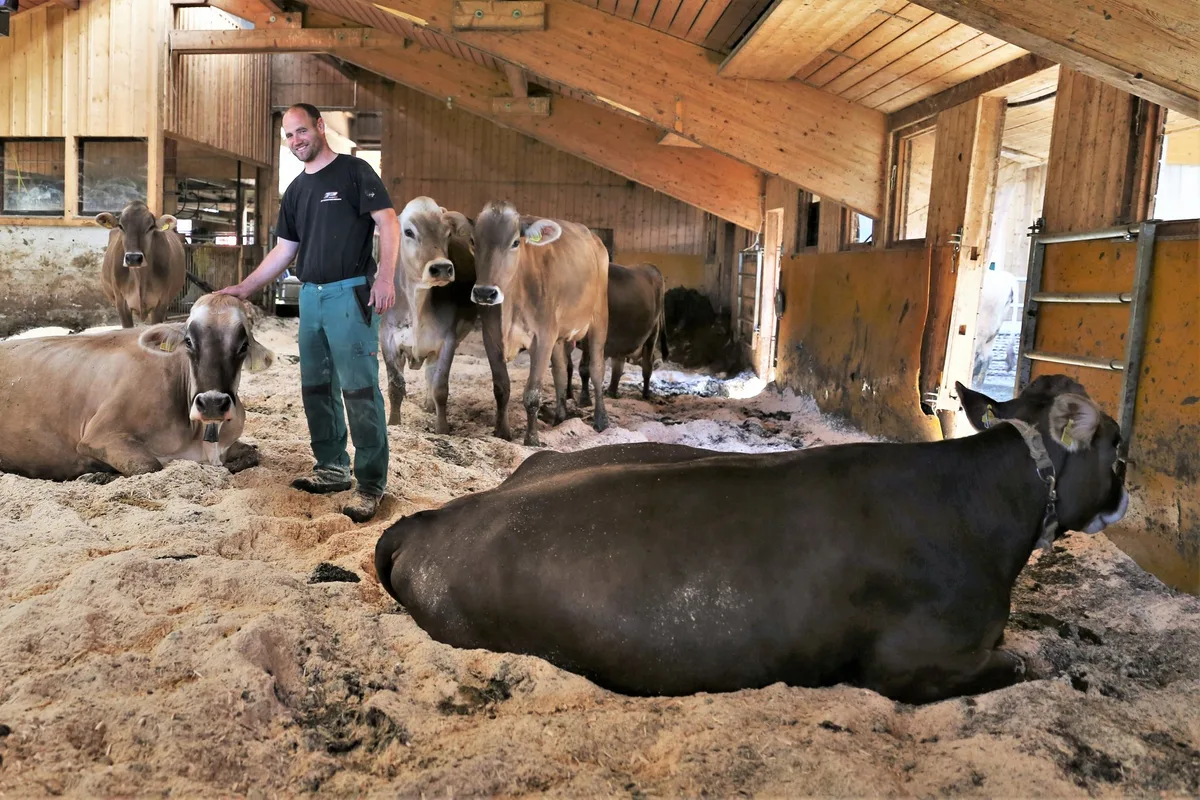 75ba094b39a4d4e779d15e7d2b0c944ed9952dd7 Mensch und Tier fühlen sich im Kompoststall sichtlich wohl. Christian Kündig mit seinen Milchkühen. (Bilder reb)
