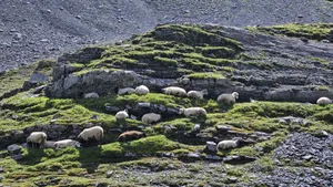 Schafe suchen am Schatten Schutz vor der Sonne. Wie aber sieht der Schutz des Kleinviehs vor dem Wolf zukünftig aus?