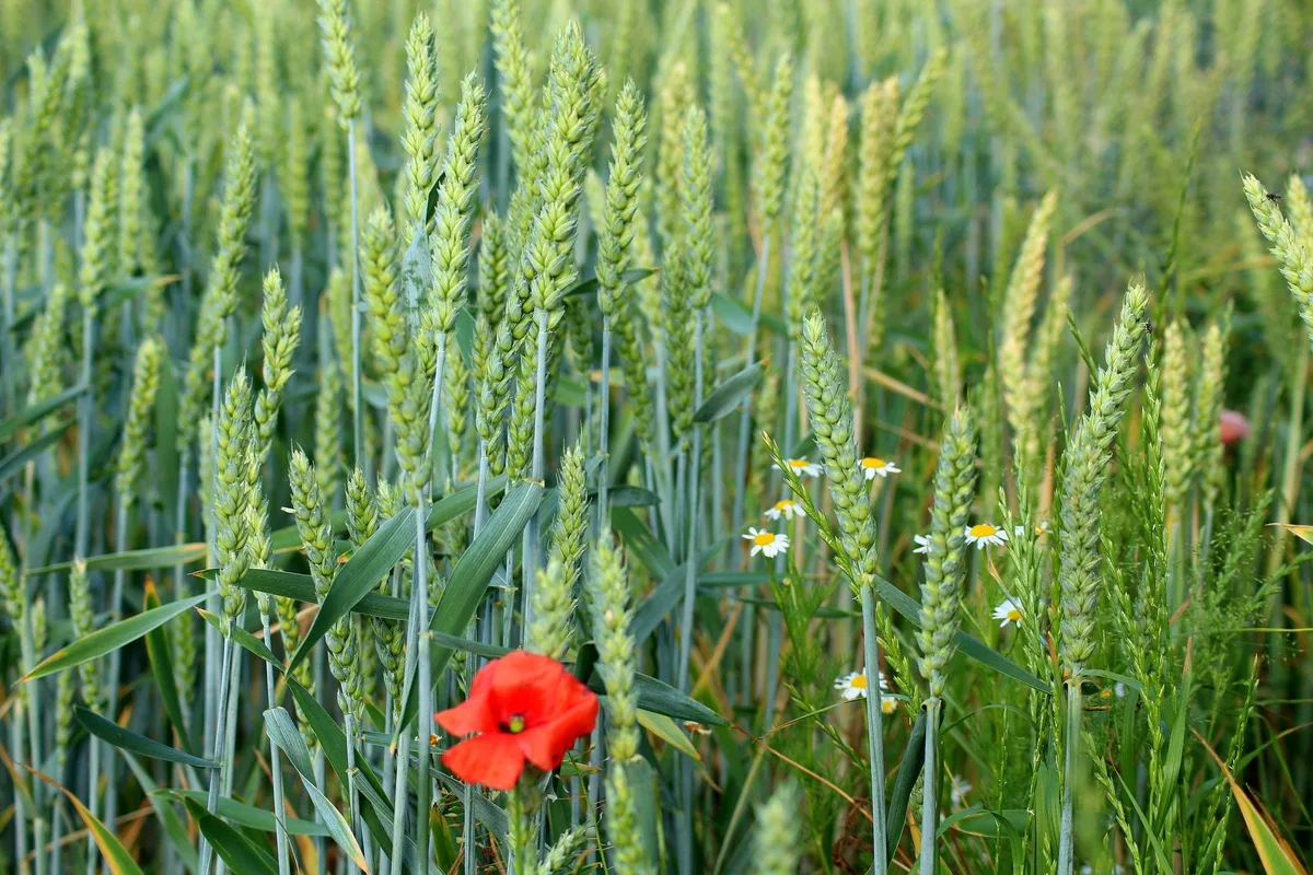 weizen-feldblumen «IP-Suisse muss faire Preise einfordern»