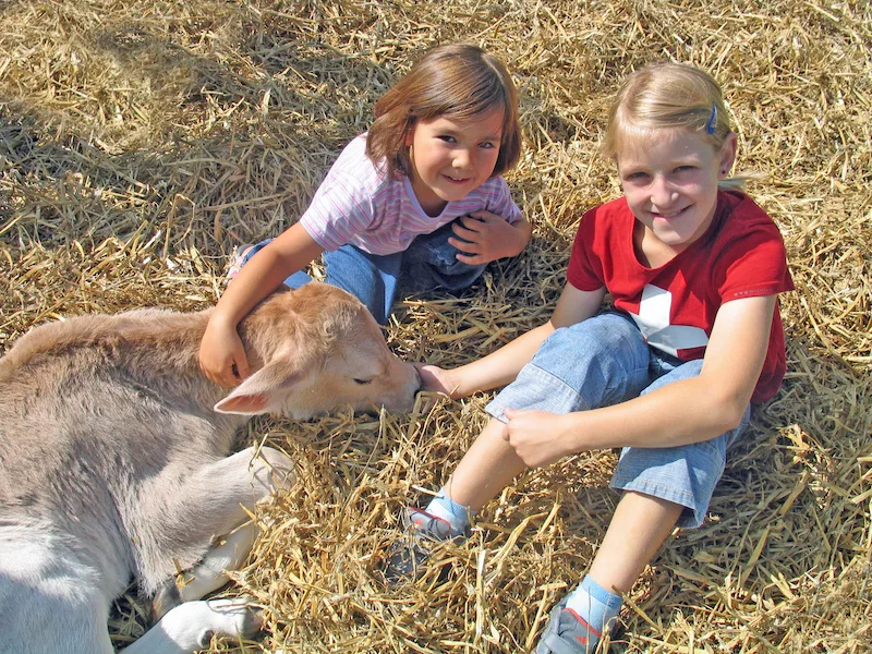 2ac2c90e2082d705df68f05b06ade8e1de5fcc4e Zwei Bauernkinder streicheln ihr Kälbchen: Auf den meisten Bauernhöfen haben Tiere ein sehr gutes Leben – Tierleid sieht anders aus. (Bild Agnes Schneider Wermelinger)