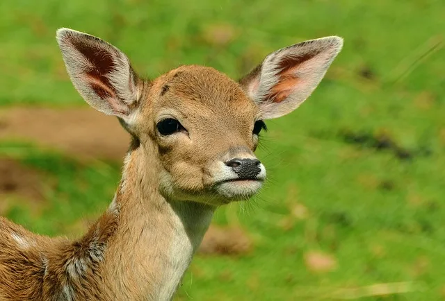 68c0fc4090bc7bde35ab5f51dc4e05f96366ebe4 Die Rehgeiss, lässt ihre Jungen oft im hohen Gras, damit sie nicht vom Fuchs gefunden werden. (Bild pixabay)