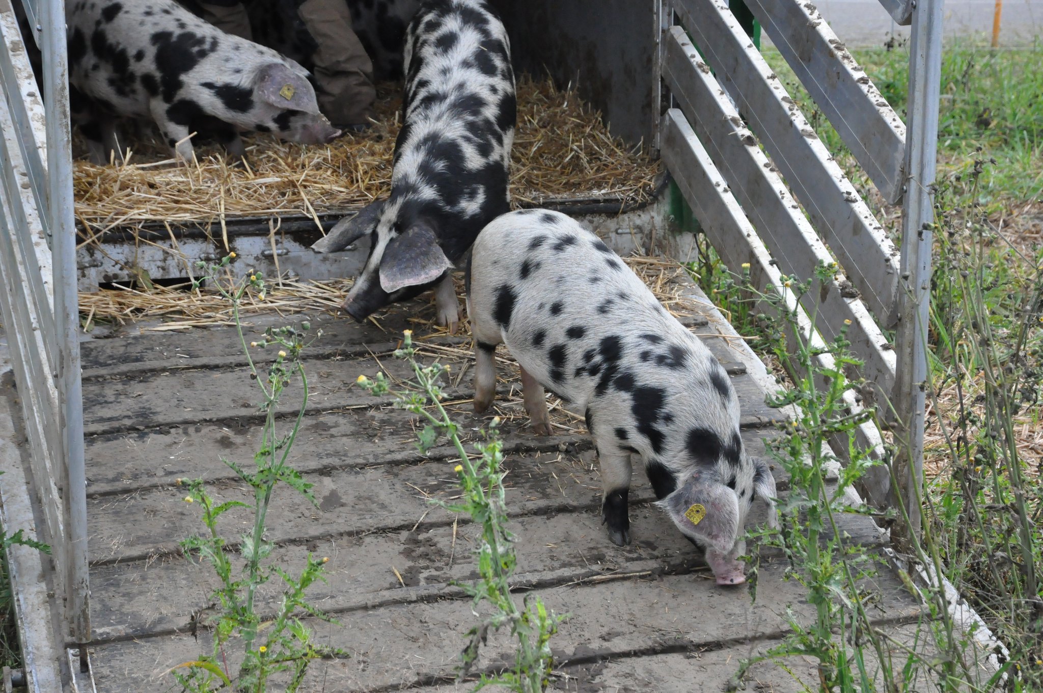 Schweine bekämpfen erfolgreich Erdmandelgras