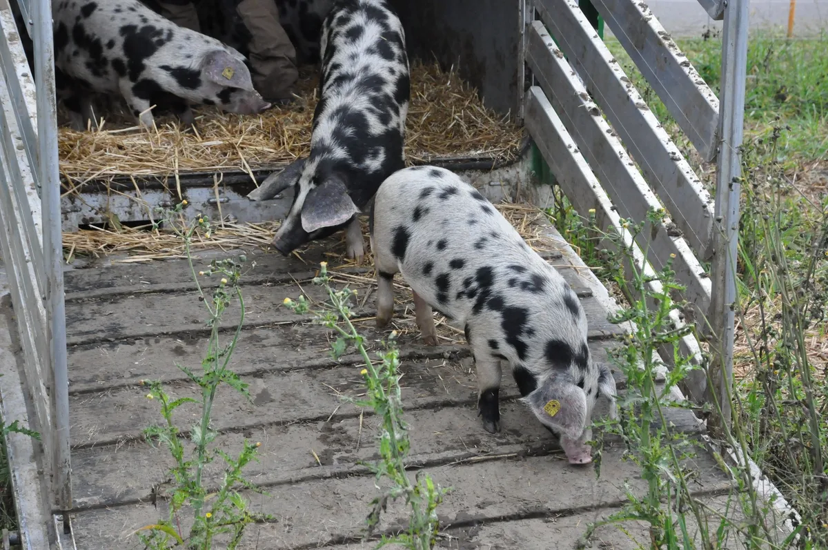 DSC_0834 Schweine bekämpfen erfolgreich Erdmandelgras