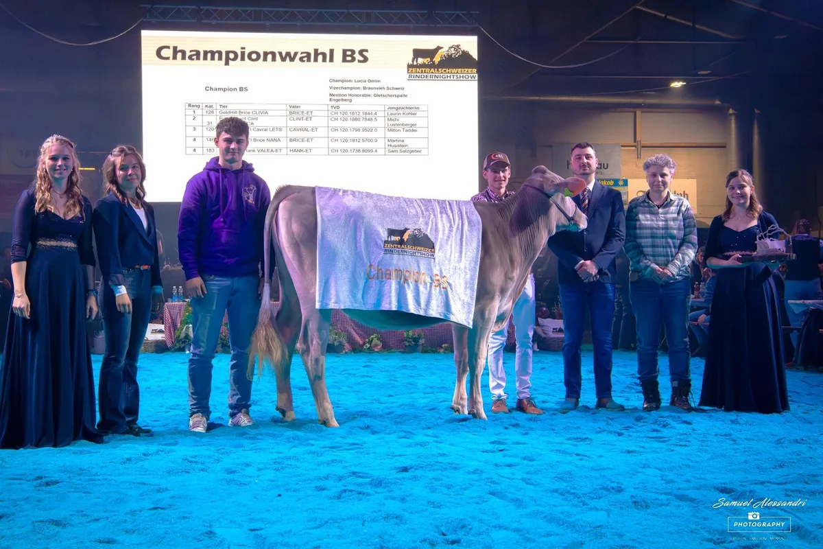 GoldHill Brice Clivia siegt an der Zentralschweizer Rindernightshow erneut