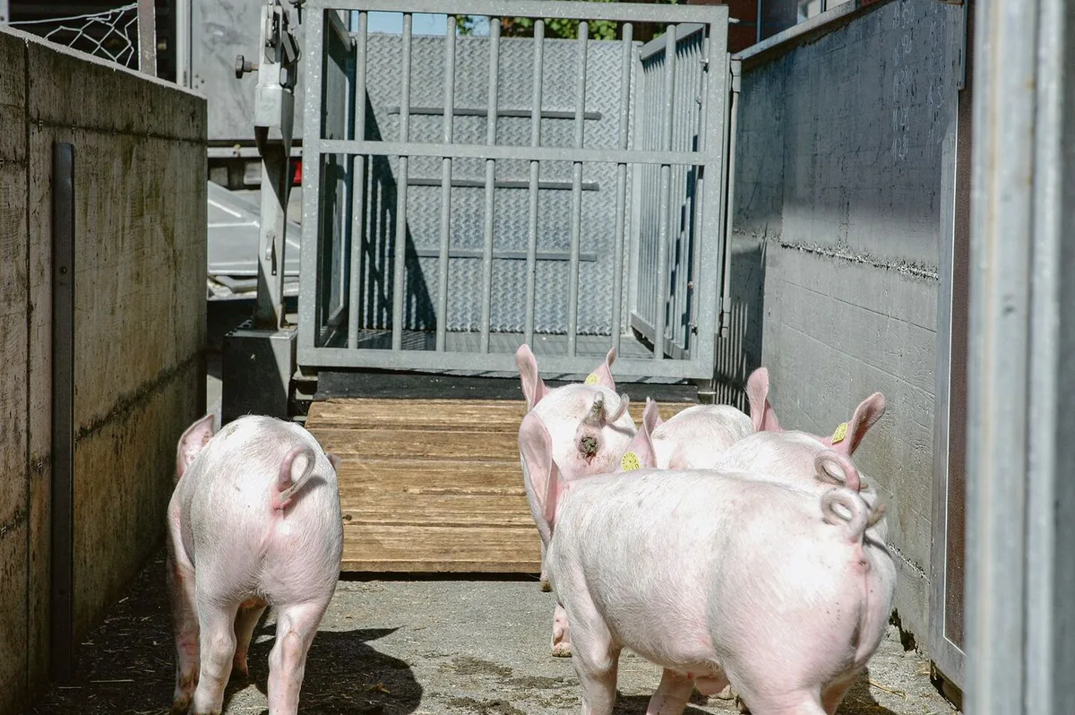 Mastjager beim Verlad: Um den Schweizer Schweinemarkt zu entlasten, braucht es nun Sofortmassnahmen.