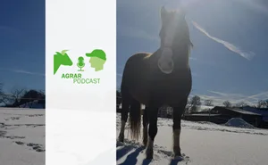 Ungewohnten und schwierigen Situationen sollte man mit Humor begegnen, findet Redaktorin Daniela Joder. So hält sie es auch im Umgang mit ihrem Pferd.