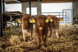 Mutterkuhhaltung steht für eine naturnahe und tierfreundliche Fleischproduktion. (Bild: Larissa Dubach)