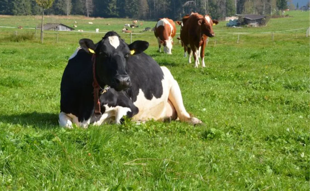 holstein_gysin Mit dem richtigen Kuhtyp kann man auch mit Holstein ohne Kraftfutter Milch produzieren