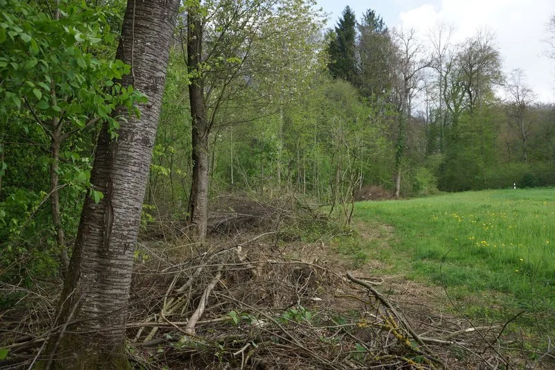 2d73ef12cf1ec7fd9ddbf867def2c8c3b3cd5275 Aufgewertete, gestufte Waldränder, Asthaufen, Steinhaufen, ungenutzte Randflächen – das ist gut für Vögel. (Bild BauZ)