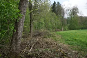 Aufgewertete, gestufte Waldränder, Asthaufen, Steinhaufen, ungenutzte Randflächen – das ist gut für Vögel. (Bild BauZ)