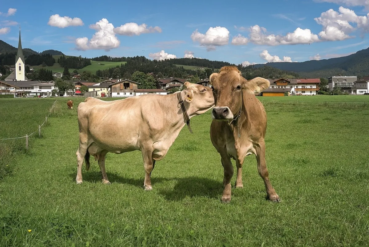 kuehe_kobus_van_leer Faire Märkte Schweiz prüft den Aufbau einer bäuerlichen Gegenmacht
