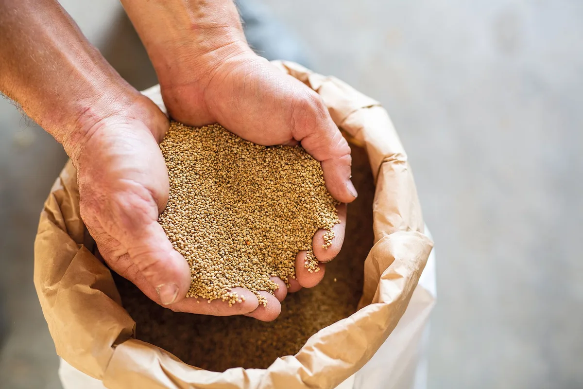 37d01aa011156ac74ad10d83d1700618429f3bd6 Der Drusch von Quinoa stellt keine allzu grosse Herausforderung dar. Anspruchsvoller ist das nachträgliche Reinigen des Erntegutes, besonders bei verunkrauteten Parzellen. (Bilder Pia Neuenschwander)