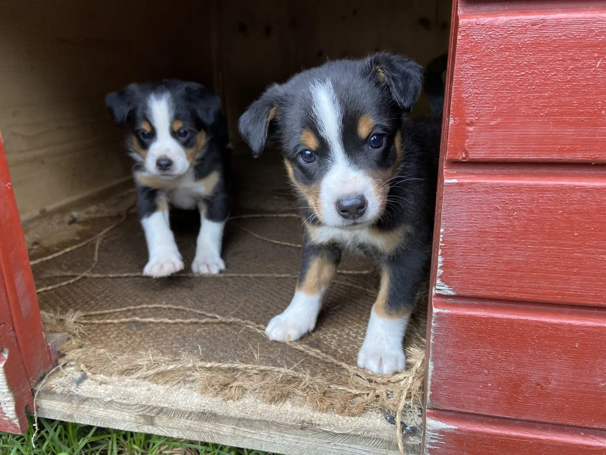 Bei_Mama_lernt_man__was_man_selber_später_tut._Die_kleinen_Appenzeller_Sennenhund_Mischlinge_erkunden_die_Umwelt. Welche Hunderassen sind als Hofhunde geeignet – und worauf sollte man achten?