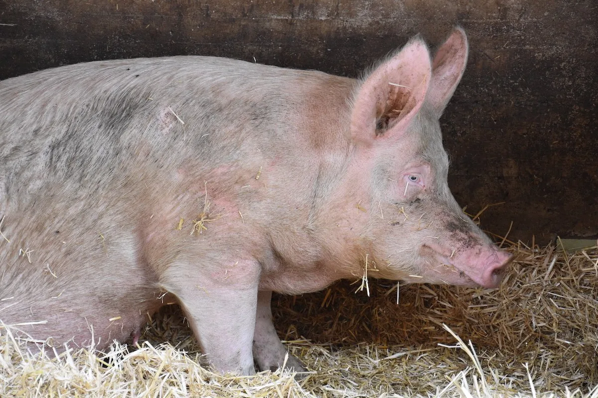 Beim Schweizer Tierschutz brodelt es – IP-Suisse organisiert Kontrollen neu