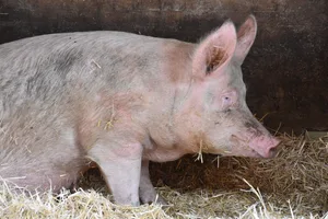 Die Tierhaltungskontrollen auf IP-Suisse-Schweinebetrieben übernehmen ab sofort Kul/Carea und die Qualinova AG. Die Glaubwürdigkeit sei wichtig, um den Mehrwert von IP-Suisse-Produkten zu vermarkten, betont die Labelorganisation.