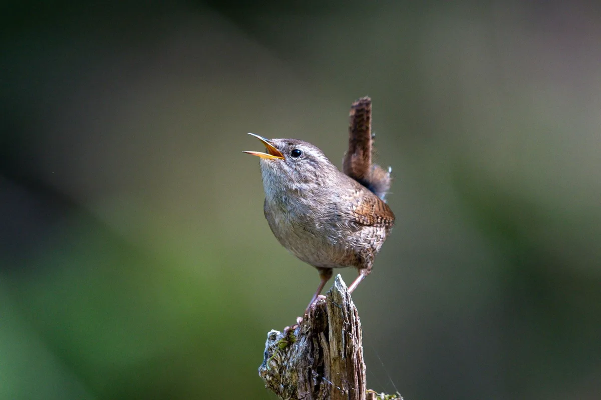 AdobeStock_518326444 Zaunkönig