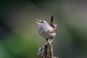 Der singfreudige Zaunkönig kann in einer wilden Ecke im Garten Nahrung, Nistmaterial und einen bodennahen Brutplatz finden.