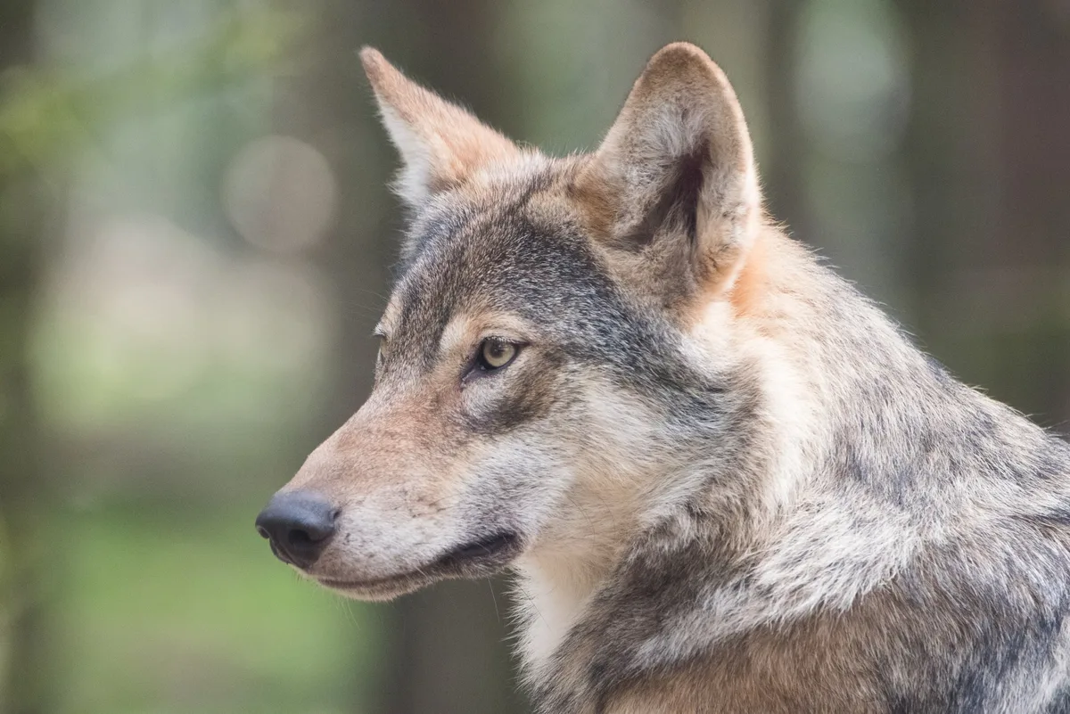 m-zonderling-WFPWB7Vum1E-unsplash Petition mit 47'000 Unterschriften gegen Wolfsabschüsse eingereicht