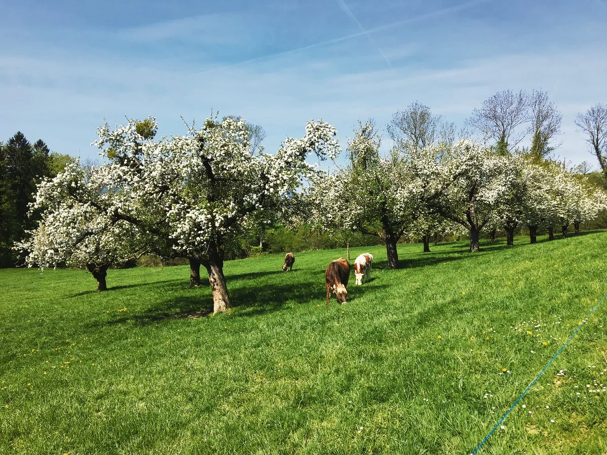 656983843b24e78579d21b4235000caf0b028720 Blühende Hochstammobstbäume im Luzerner Seetal. Gefragt für die Biodiversität, weniger gefragt sind aber die Früchte. (Bild Josef Scherer)
