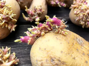 Chlorpropham wird in Lagerhallen eingesetzt, um die Keimung von Veredelungskartoffeln (Pommes Frites und Chips) zu verhindern. Seit dem 8. Juli 2019 ist der Wirkstoff in der EU verboten, weil er ein Risiko für Konsumenten darstelle. In der Schweiz wird nun entschieden, ob ein Verbot auch hierzulande zum Greifen kommt. (Bild Adobe Stock)