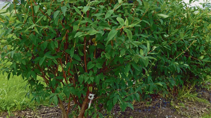d93923a9f508136e863a1bec1551bd889d75c52b Die sehr frostharten Maibeeren mit den blauen Früchten sind auch als Honigbeeren oder Haskap bekannt. Ihr Anbau ist vor allem in Kanada verbreitet. (Bild Hagen Thoss, Strickhof)