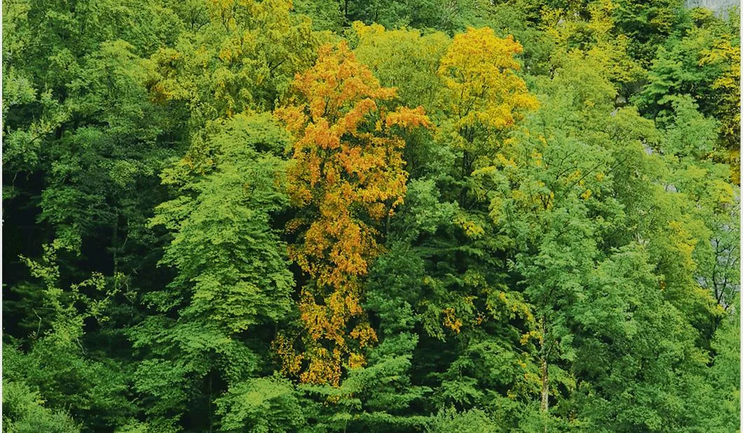40046c36dcf13bcb81e5d5fcd6ff8df6265c591a Buchen wechseln ihre Farbe, als ob der Herbst begonnen hätte. Die Auswirkungen der Trockenheit treten bei Bäumen verzögert auf. Nicht alle Bäume werden überleben. (Bild zVg)