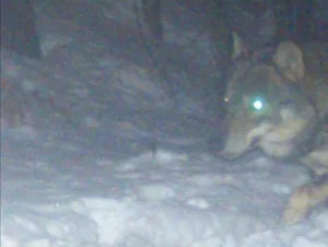 Eine Wildtierkamera hat Anfang Januar festgehalten, was die Solothurner vermuteten. Ein Wolf geht um. (Foto Wildtierkamera)
