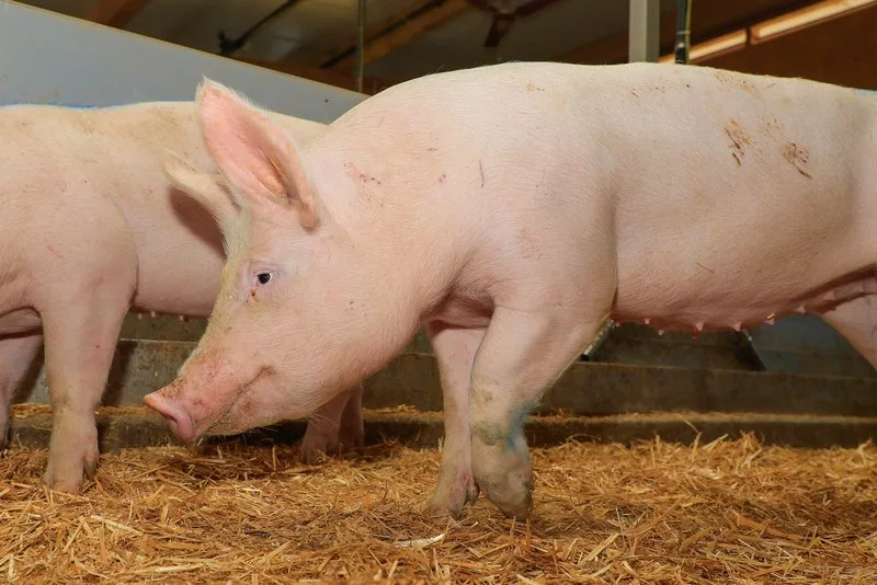 ebabe143799e3364cc6ac635ca95614741040492 Während die Afrikanische Schweinepest für Wild- und Hausschweine meist tödlich endet, ist sie für Menschen ungefährlich. (Bild Peter Röthlisberger)