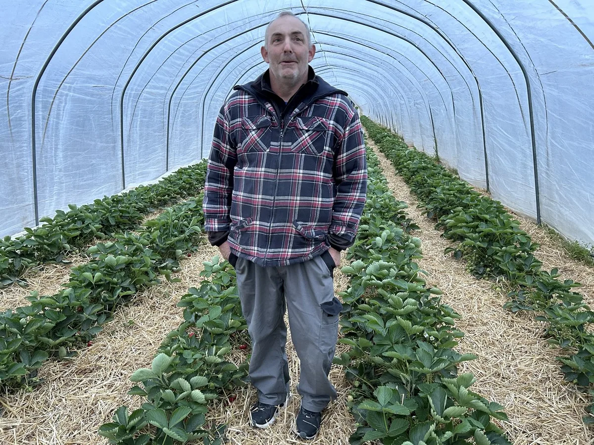 Fruchtige Vielfalt: Himbeeren im Substrat und Erdbeeren auf Stroh