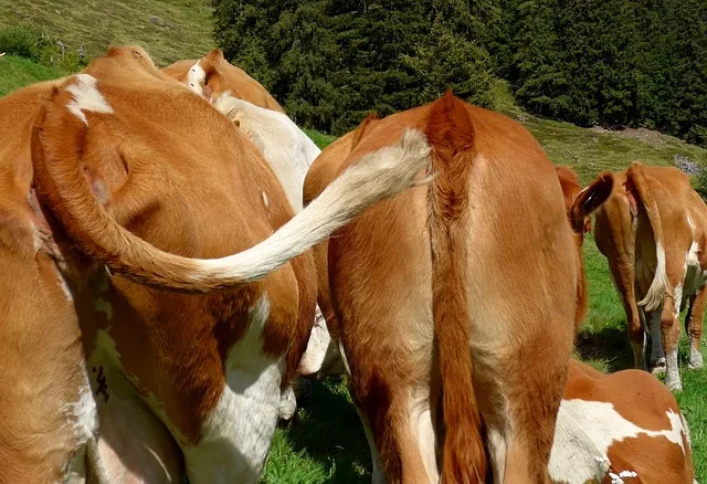 26d7661e52bb712235af5b014a4279e7c307f0d4 Ein grosser Teil der landwirtschaftlichen Treibhausgas-Emissionen stammen aus der Nutztierhaltung. In der Schweiz waren es 2016 beispielsweise 45 %. (Bild Pixabay)