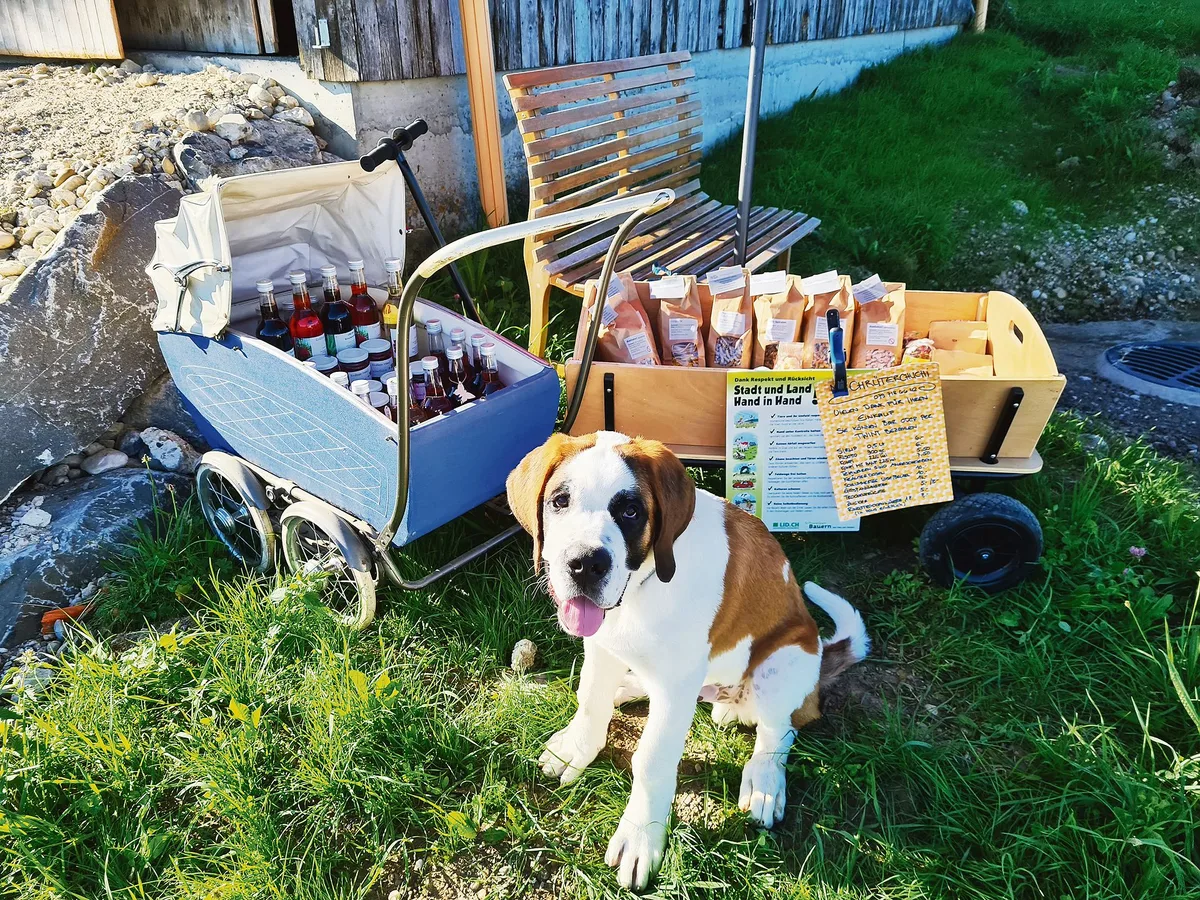 89d9b117fbefdf2a07edb80401a691ad711cb321 Ein grosser Kerli: Regula Löffels Hund Knutt ist knapp einjährig, hat aber schon eine stattliche Postur. Wägeli ziehen darf Knutt aber noch nicht. Löffel will damit warten, bis ihr Hund ausgewachsen ist. (Bild Regula Löffel)