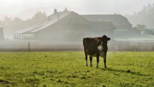 Milchkühe können an Weidetetanie erkranken, wenn zu viel Kalium mit dem Futter aufgenommen wird. (Bild zVg)