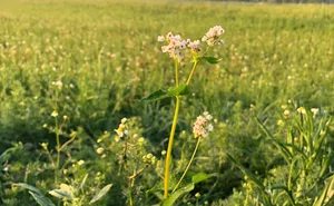 So kennt man den Buchweizen: Als Teil von Gründüngungen und als Trachtpflanze für Insekten. Aus den zahlreichen Blüten entstehen dreieckige Körner bzw. Nüsschen.