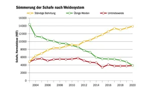 Es gibt seit 2003 höhere Sömmerungsbeiträge für Schafe, die ständig behirtet werden.